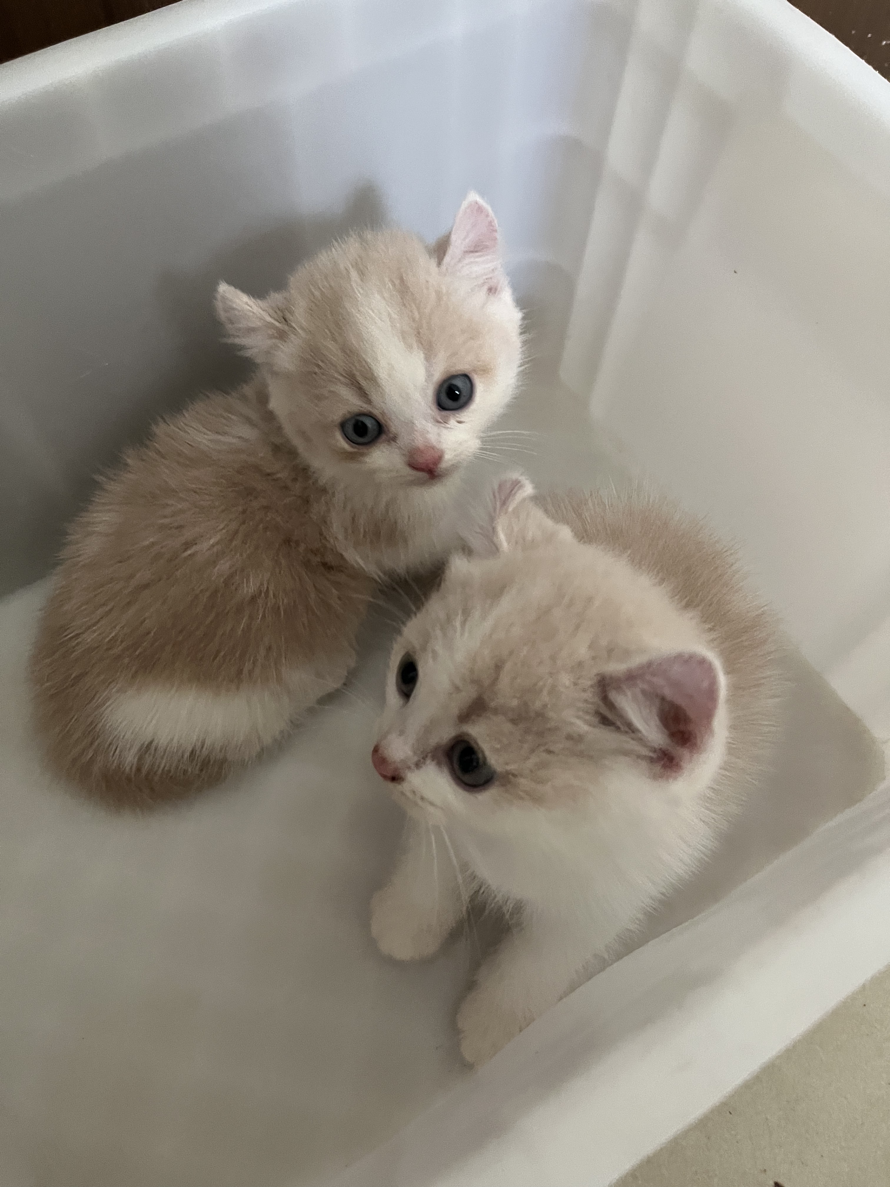 矮脚卷耳猫